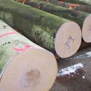 beech logs for sale