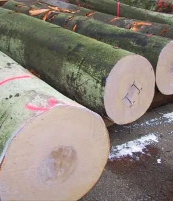 beech logs for sale