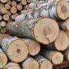 birch logs for sale