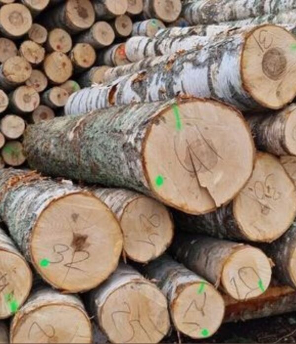 birch logs for sale